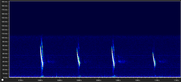 Sonogramm - Wasserfledermaus