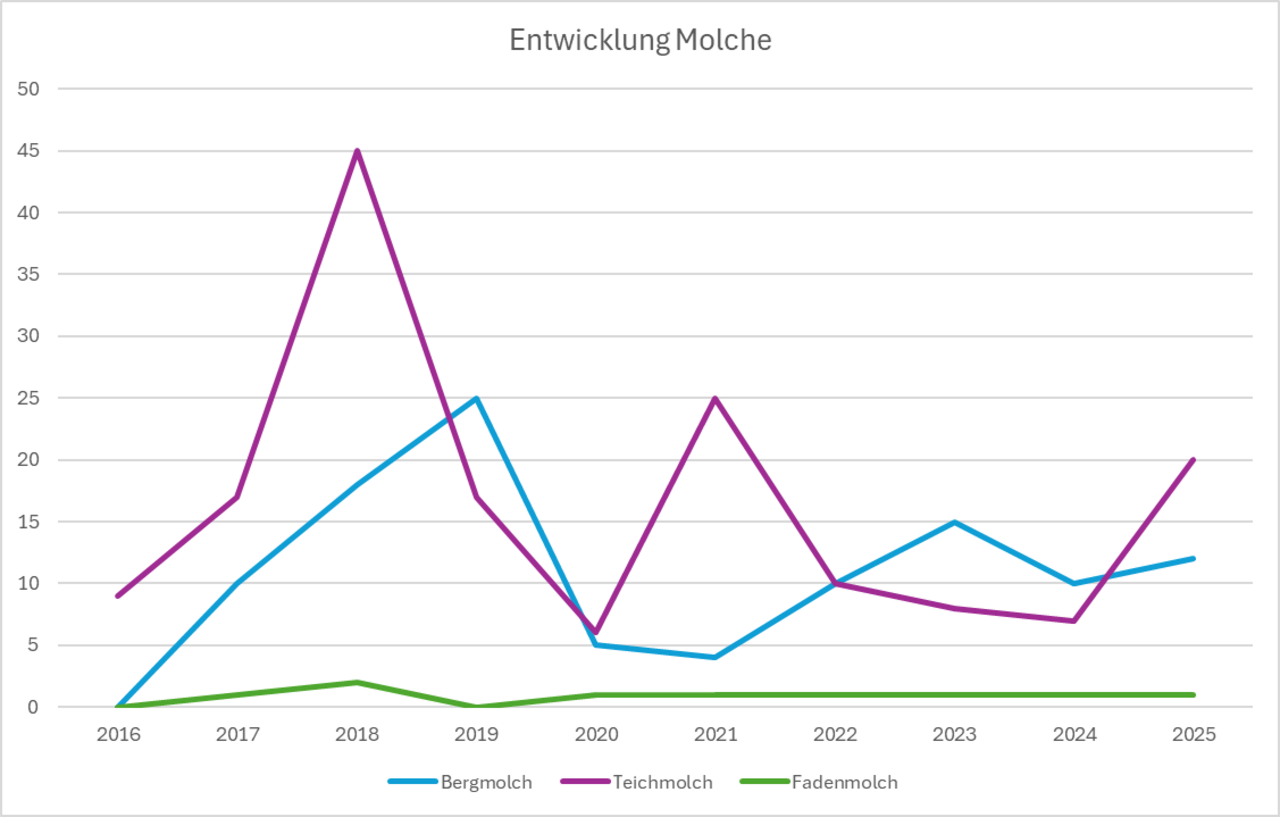 Populationsentwicklung - Molche