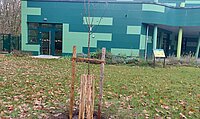 Neu gepflanzter Apfelbaum an der Eva-Lorenz-Umweltstation. Foto: NABU Willich