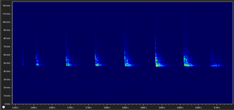 Sonogramm - Zwergfledermaus