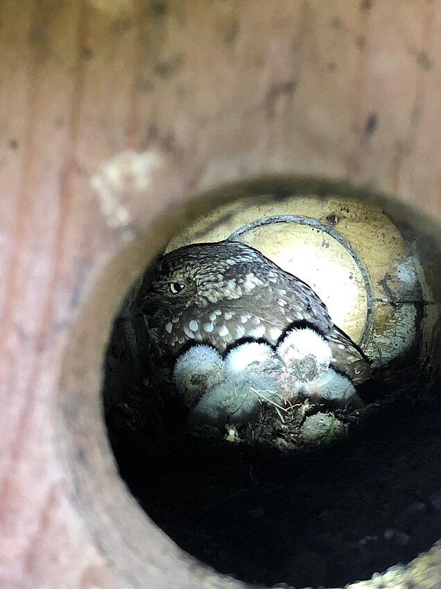 Bruterfolg - 4 Junge und ein adultes Tier