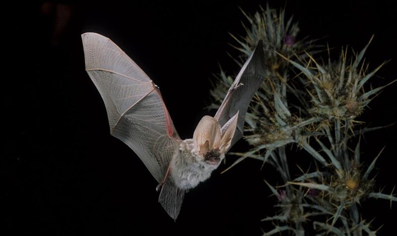 Foto: NABU Bundesverband