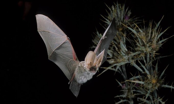 Foto: NABU Bundesverband